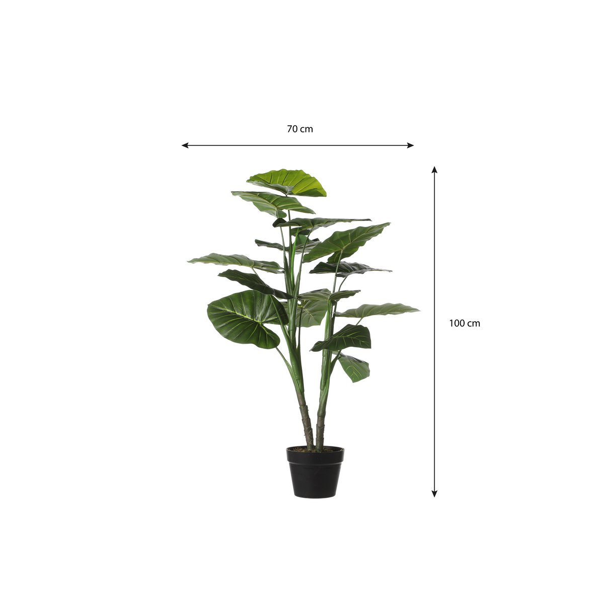 Détail des feuilles de la plante Taro en vert foncé