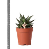 Plante succulente Haworthia limifolia en pot Ø9 cm