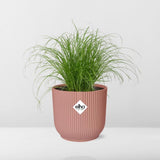 Plante cyperus alternifolius parapluie