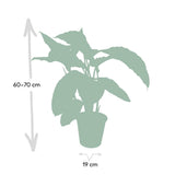 Calathea Warscewiczii - Plante Paon - Ø19cm - ↕70cm