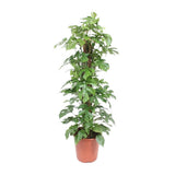 Monster moins Mosstok - Ø27cm - ↕130cm