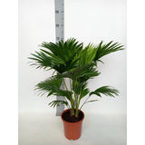 Livistona Rotundifolia - Plante d'intérieur élégante avec feuilles vertes luxuriantes