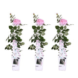 Lot de 3 rosiers roses Crazy in Love