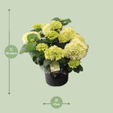 Plante artificielle hortensia blanche Ø23 cm