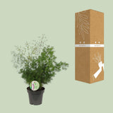 Asparagus myriocladus - Ø12cm - ↕35cm