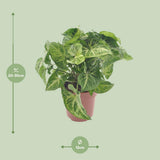 Flèche de Syngonium Ø12 cm