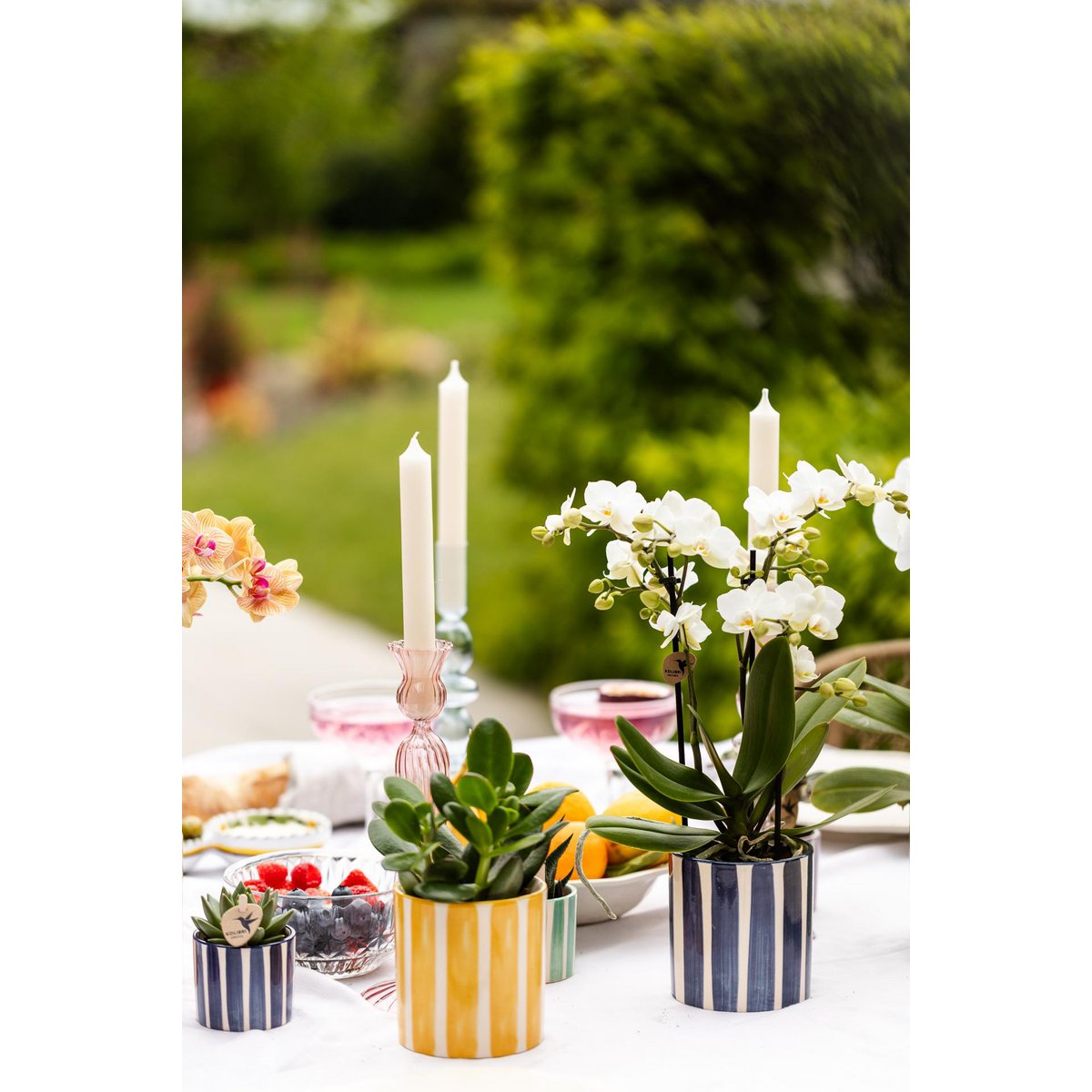 Détails des pots décoratifs Painted Stripe avec plantes vertes