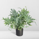 Plante fougère Phlebodium Aureum bleue 17 cm