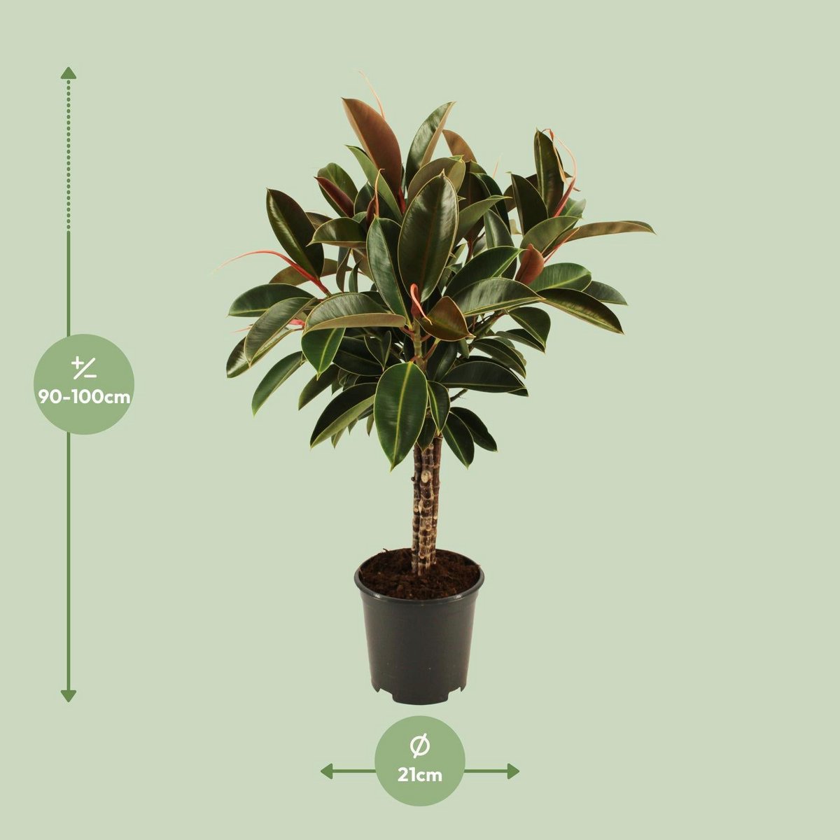 Vue latérale du Ficus elastica Melany Stam, plante d'intérieur élégante