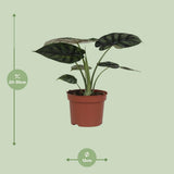 Alocasia Dragon Scale - vue d'ensemble avec ses feuilles texturées