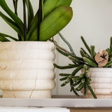 Kolibri Accueil | Offre combinée - Pot Marble Light