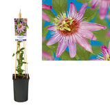 Passiflora Anastasia Ø17 cm H75 cm