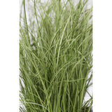Carex Comans 'Frosted Curls' - Ø14cm - ↕30cm