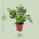 Minima Monstera - Ø1SCM - ↕25cm