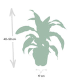 Dracaena Fragrans Vert Jaune - Dragonnier - Ø17cm - ↕40cm