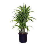 Dracaena Frag. Citron citron - Ø24cm - ↕100cm