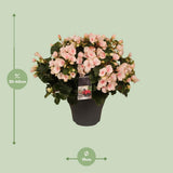 Begonia Betulia '' 'Light' 'Light Rose Decorum - Ø19cm - ↕35cm