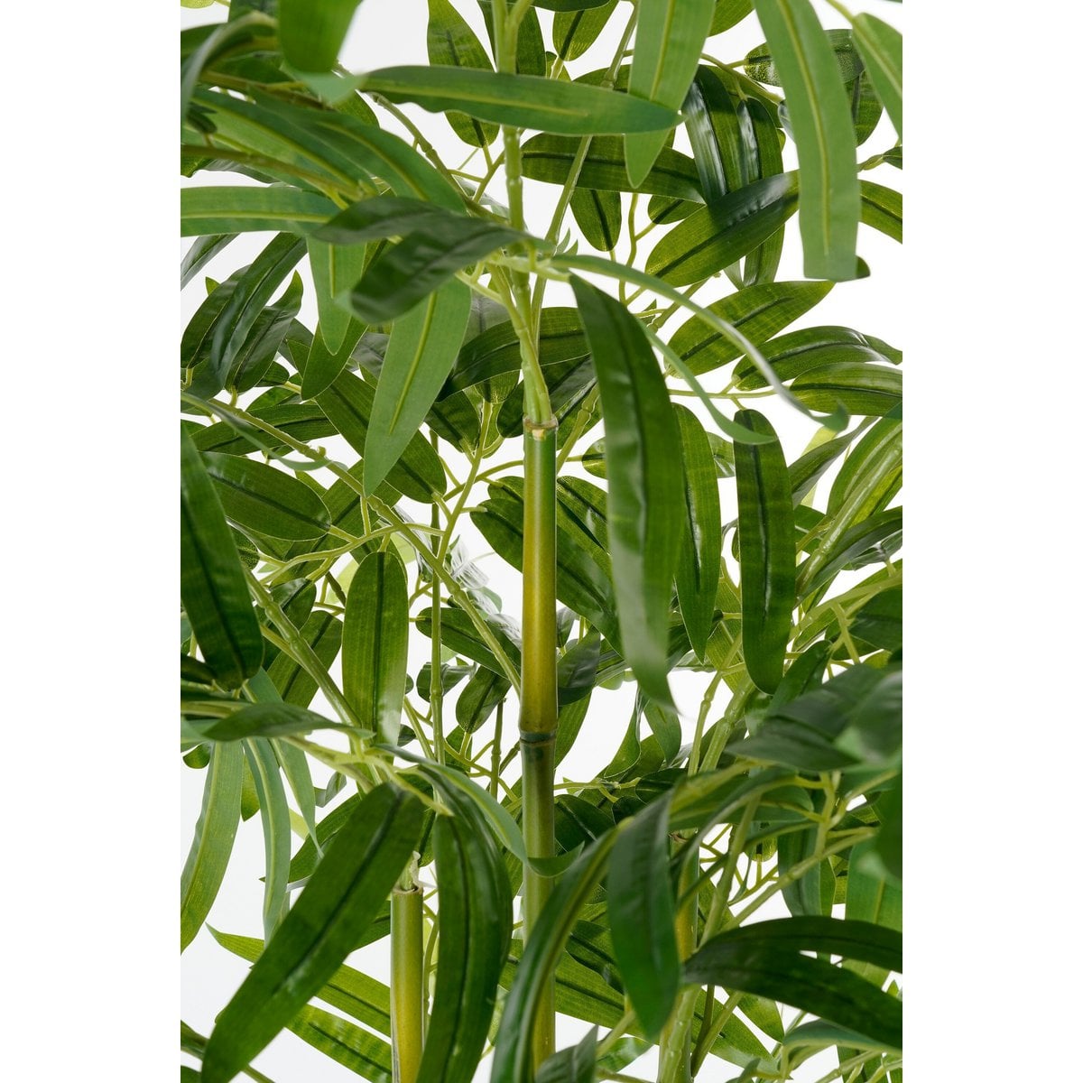 Image de diapositive