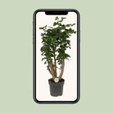 Polyscias citron - Ø24cm - ↕95cm
