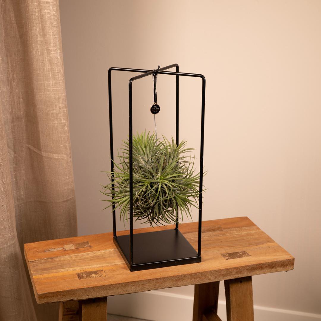 Tillandsia Cube Mix Grand - Ø20cm - ↕35cm