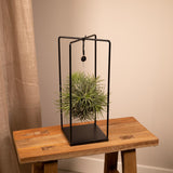 Tillandsia Cube Mix Grand - Ø20cm - ↕35cm
