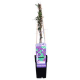 4x - Clematis 'Polish Spirit' - ↨65cm - Ø15