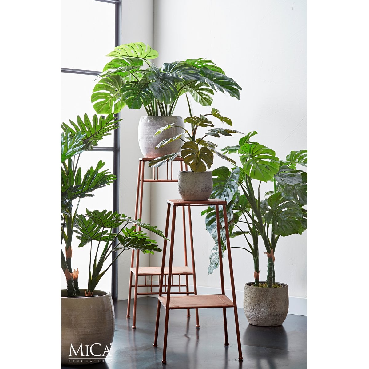 Détail des dimensions de la plante Monstera