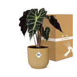 Alocasia Polly en pot de 14 cm