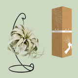 Plante Tillandsia King Xéro Ø12 cm hauteur 23 cm