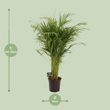 Plante naturelle Dypsis lutescens en pot Ø21 cm