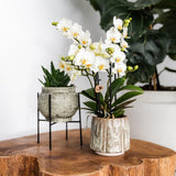 Maison Colibri | Support à plantes - Réhausse à plantes en métal noir Ø12cm