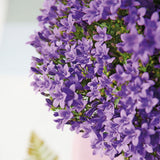 Lot de 12 campanules violettes en pot 12 cm couvre-sol