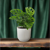 Monstera Monkey Leaf (Gatenplant) - Ø12cm - ↕30cm