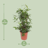 Dracaena Surculosa - Ø27cm - ↕110cm