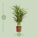 Plante artificielle Dypsis Lutescens 17 cm x 65 cm