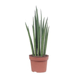 Sansevieria Mickal - Ø12cm - ↕40cm