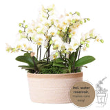 Lot de 3 orchidées blanches Lausanne et 3 plantes vertes en pot coton 9 cm