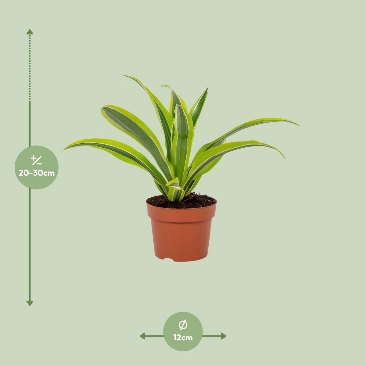 Dracaena Lemon Lime sur une étagère - ajout décoratif