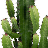 Cactus Euphorbia dans un intérieur moderne