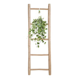 Plante d'intérieur lierre doré Hedera Helix
