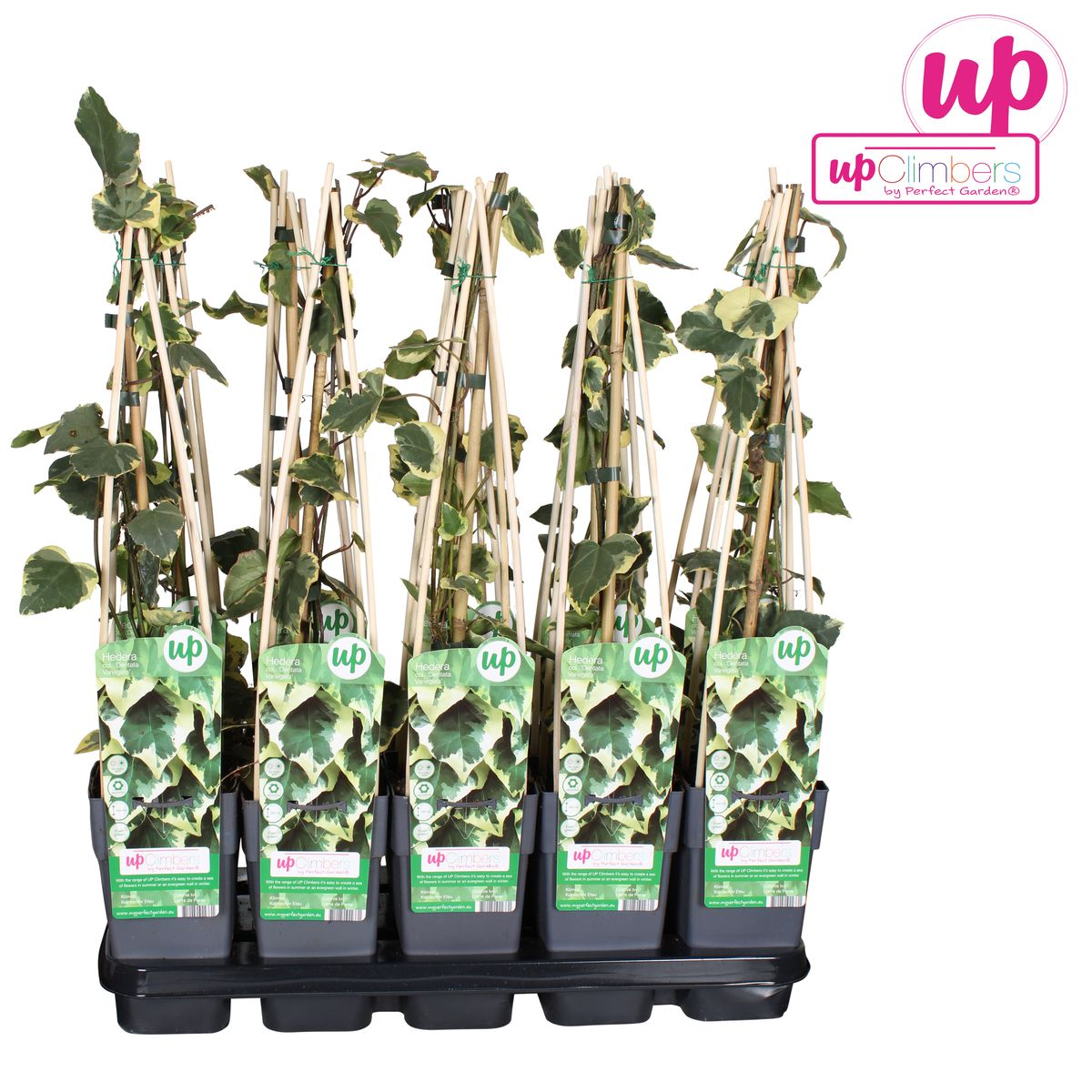 Plante d'intérieur Hedera Colchica 'Dentata Variegata' sur une étagère