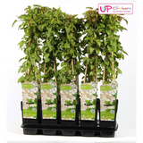 Fallopia baldschuanica - Veille nuptiale - Ø15cm - ↕65cm