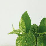 Epipremnum Marble Queen - 4 pièces - ø12cm - ↕15cm