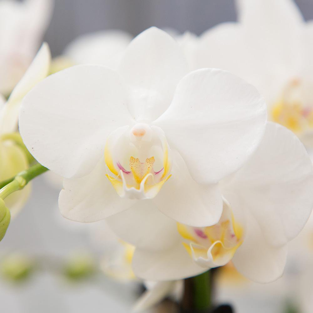 Coffret cadeau plantes avec orchidée blanche et succulentes