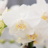 Coffret cadeau plantes avec orchidée blanche et succulentes