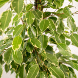 Ficus Benjamina Goldenking avec pot plomb