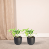 Lot de 2 Epipremnum Scindapsus 20 cm
