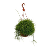 Rhipsalis Cassutha - Ø117cm - ↕45cm