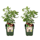 2x - Ribes Easycrisp® 'Lady Sun' - ↨45cm - Ø13