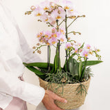 Insert avec réservoir d'eau et mèches pour orchidées Ø25 cm